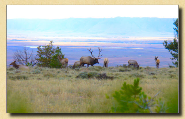 Elk Picture
